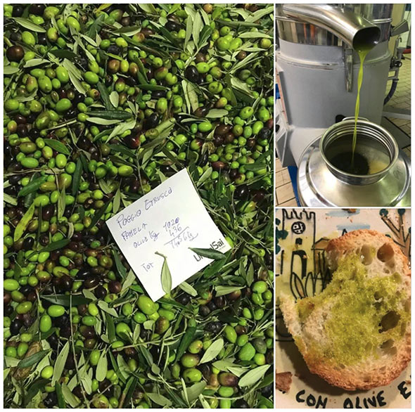 A collage of freshly picked olives, olive oil pouring into a container, and olive oil on fresh bread.