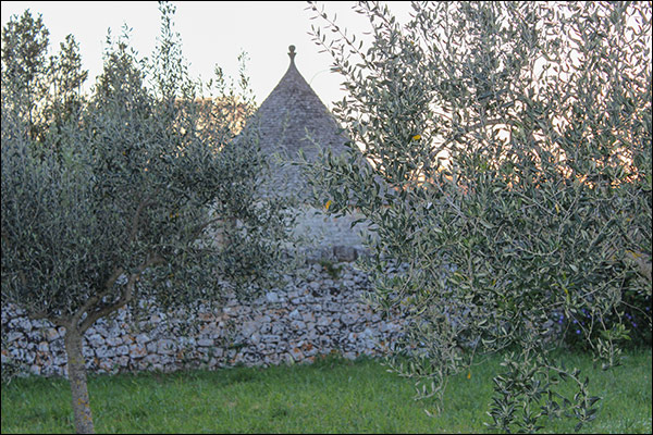 Olive trees in front of the the curious stone trulli of Alberobello.